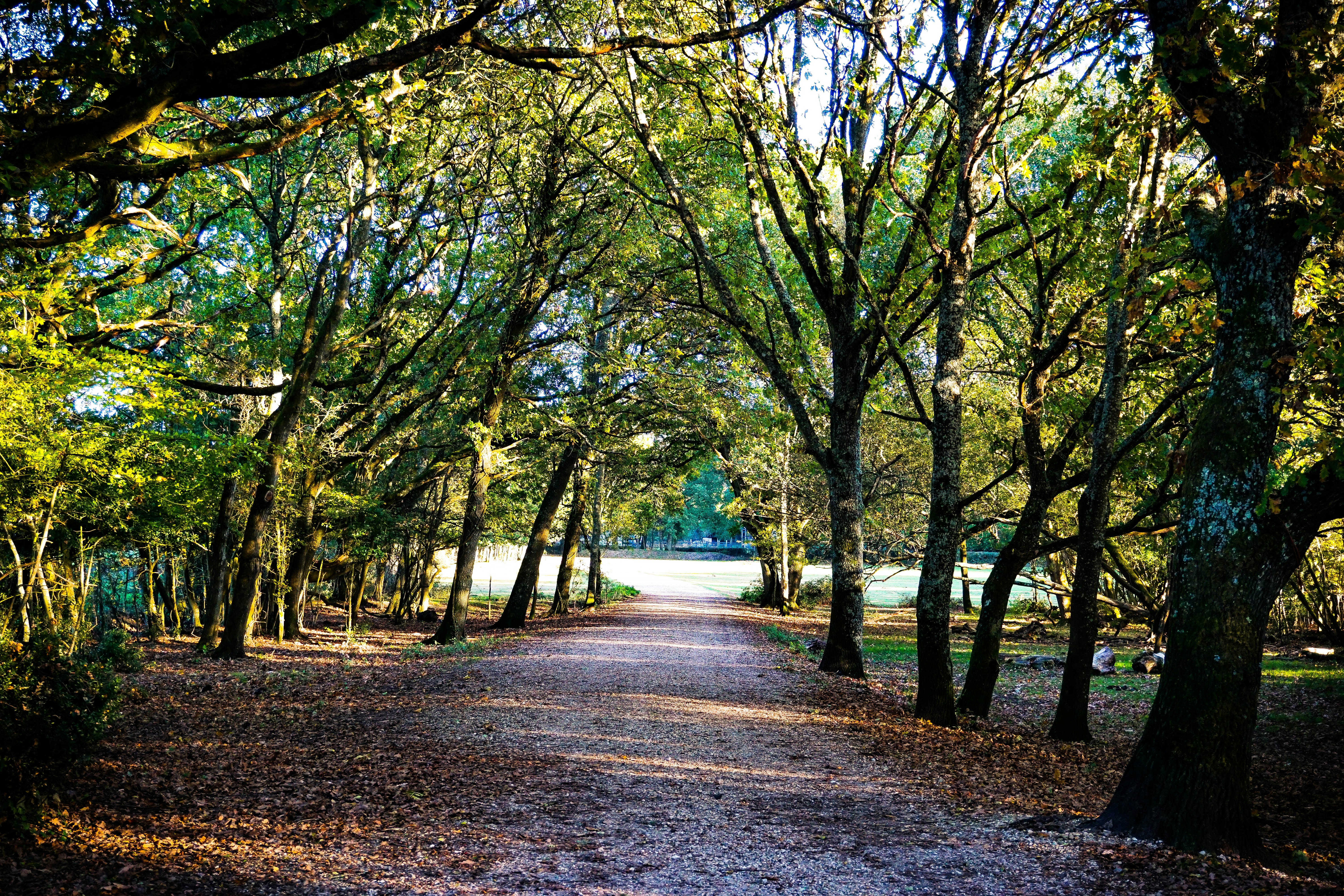 dirt track between trees during daytime